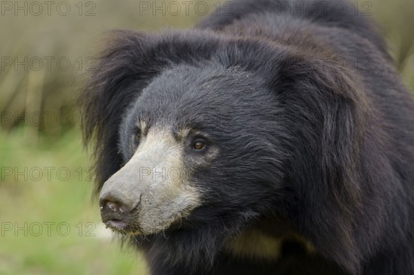 Sloth bear (Melursus ursinus) (Ursus ursinus)