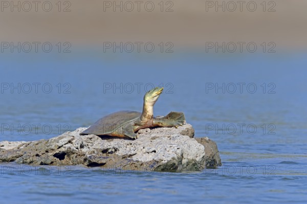 Ganges Soft-shelled Turtle, Uttar Pradesh, India (Trionyx gangeticus) (Aspideretes gangeticus), Ganges Softshell Turtle, Indian Softshell Turtle
