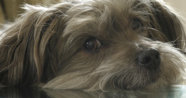 Havana Silk Dog or Havanese Bichon Dog, Portrait of Female