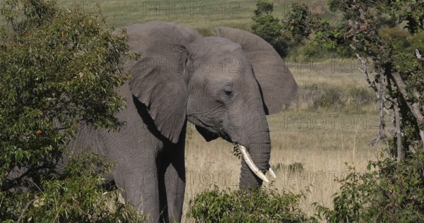 African Elephant (loxodonta africana), Adult walking through savannah, Eating Grass, Masai Mara Park in Kenya