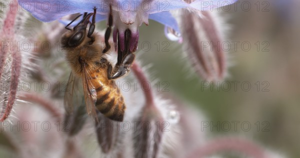 European Honey Bee (apis mellifera), Bee Booting a Borage Flower, Pollination Act, Normandy