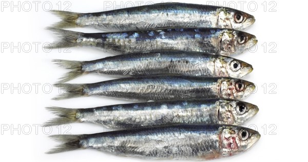 Fresh Sardines, sardina sp. against White Background