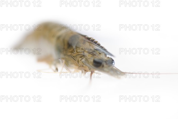 Raw fresh alive shrimp, macro, extreme closeup isolated over white background
