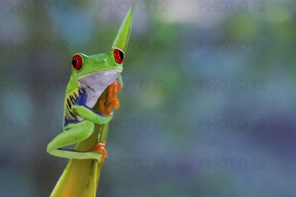 A red-eyed tree frog in the Costa Rican rainforest clings to a heleconia