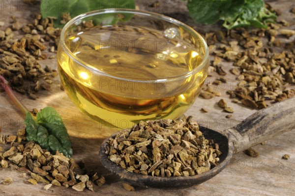 Rhubarb root (Rheum palmatum) cup rhubarb root tea, rhubarb, root, rhubarb root tea
