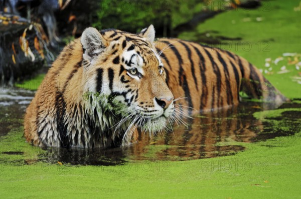 Siberian tiger (Panthera tigris altaica) in the water, Amur tiger