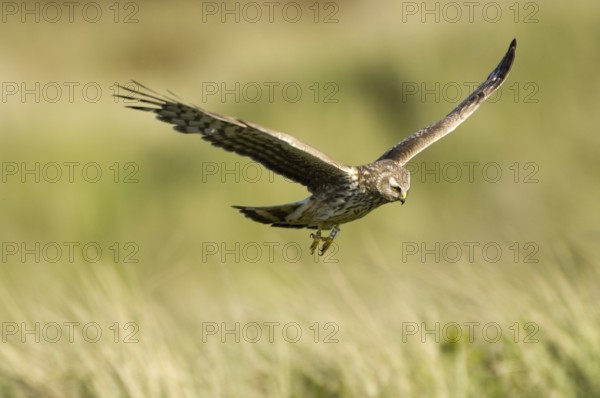 Hen Harrier (Circus cyaneus), female