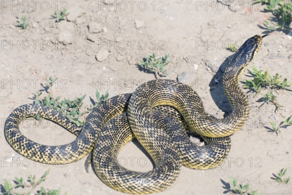 Four-lined Snake (Elaphe quatuorlineata), Bulgaria, Four-lined Ratsnake, Europe
