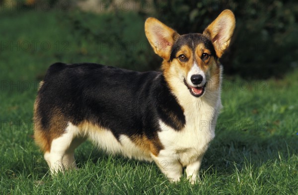 PEMBROKE-WELSH-CORGI
