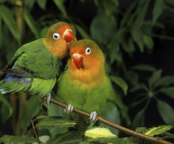Fischer's Lovebird (agapornis fischeri), Pair Grooming