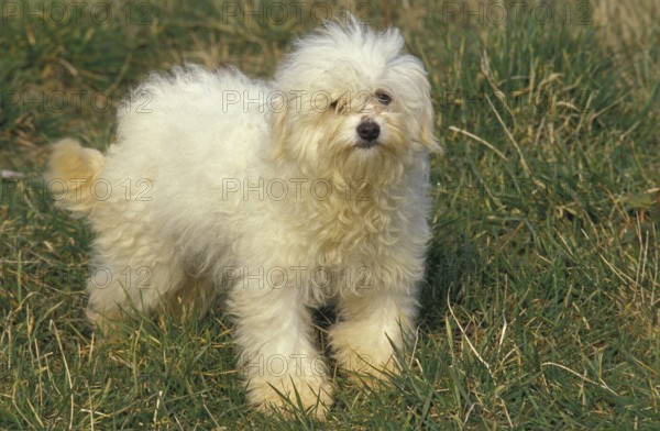 Bolognese Bichon dog standing on grass