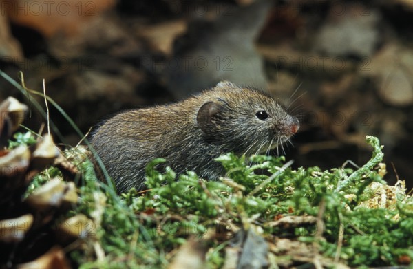 Bank Vole (clethrionomys glareolus), Normandy