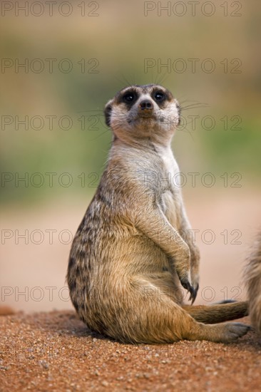 Meerkat (suricata suricatta), Adults sitting, Namibia, Africa