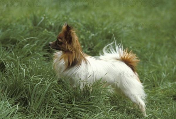 Papillon Dog or Continental Toy Spaniel, Dog standing on Grass