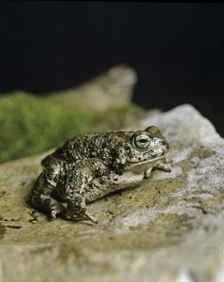 Natterjack Toad (bufo calamita)