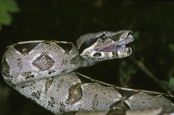 Boa Constrictor, boa constrictor, Adult in Defensive Posture