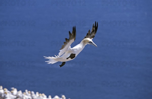 Northern Gannet (sula bassana), Adult in Flight, Colony on Bonaventure Island in Quebec