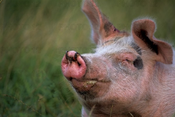 Pig (Sus scrofa domestica)