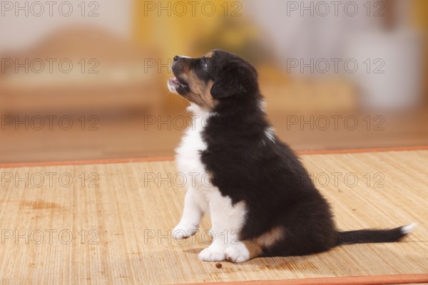 Australian Shepherd, puppy, black-tri, lateral