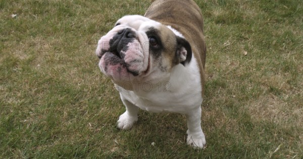 English Bulldog, Female on the Lawn, Normandy