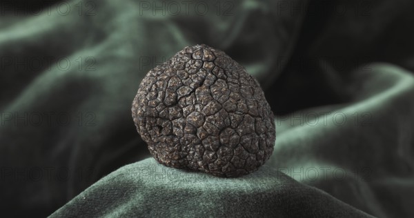 Perigord Truffle (tuber melanosporum), Mushrooms