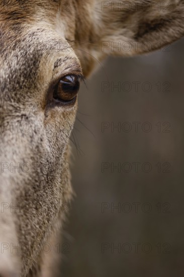 Close up wild deer forest