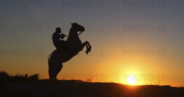 Man on his Camargue Horse Kicking at Sunrise, Manadier in Saintes Maries de la Mer in Camargue, in the South of France, Cow Boy