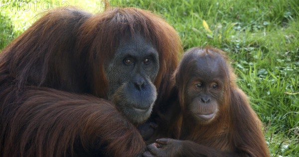 Orang Utan (pongo pygmaeus), Female with Young