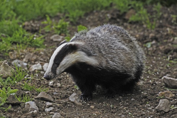 European Badger (meles meles), Adult, Normandy