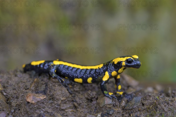 Fire salamander (Salamandra salamandra), Hesse, Germany, Europe
