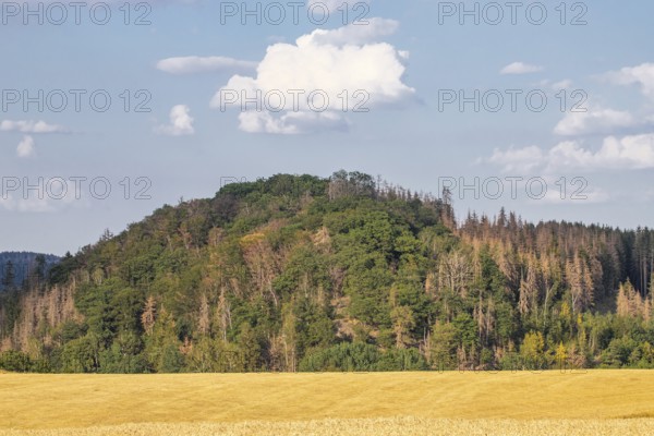 Drought in the Harz Mountains dying forests follow climate change
