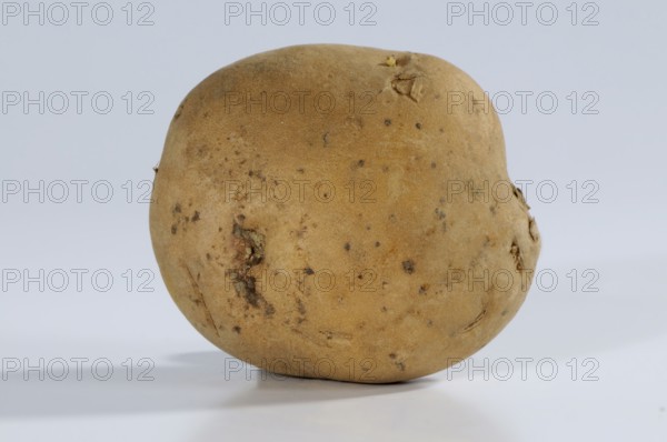 Potato La Bonnotte, potatoes (Solanum tuberosum)