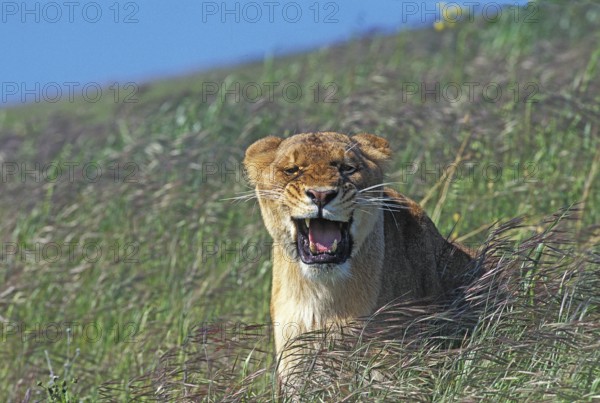 African Lion (panthera leo), Female snarling, Kenya, Africa