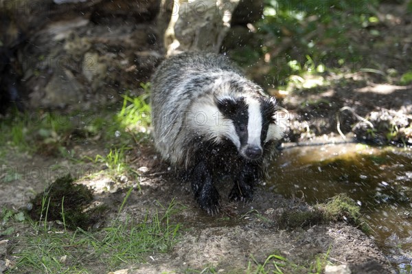 European Badger (meles meles), Adult standing in Water, Normandy