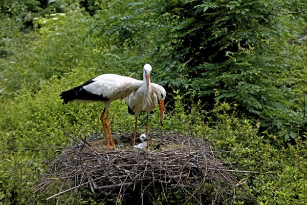 White Stork (ciconia ciconia), Pair with Chick at Nest, Normandy
