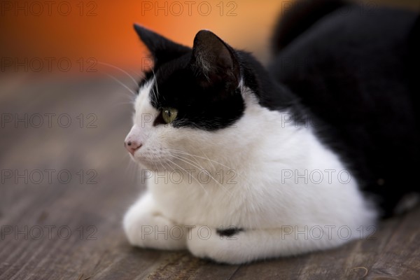 Domestic Cat laying on Wood Chair, Namibia, Africa