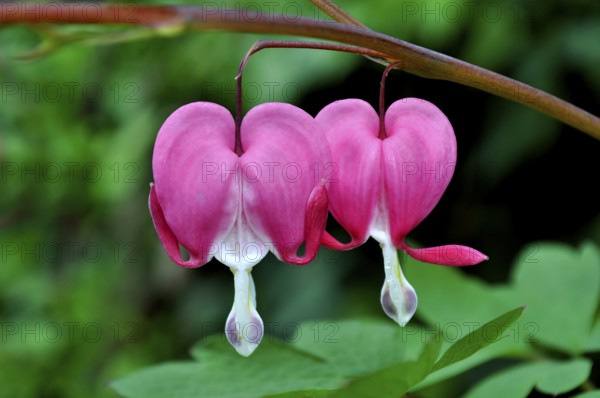 Weeping Heart, lamprocapnos (Lamprocapnos spectabilis)