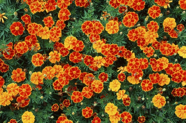 French Marigold 'Espana Red Marietha' (Tagetes patula hybride)