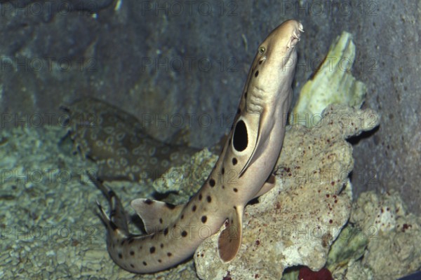 Epaulette Shark (hemiscyllium ocellatum)
