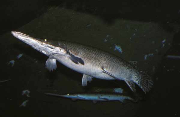 Alligator Gar (atractosteus spatula), Adult