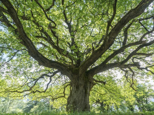Majestic old oak giving shade to a spring meadow near the village of Maienfeld in Switzerland