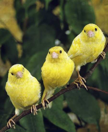 Yellow Canaries (Serinus canaria) domestica