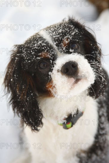 Cavalier King Charles Spaniel, puppy, tricolour, 5 months