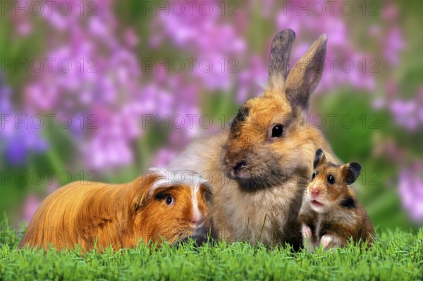 Coronet guinea pigs, rabbits and golden hamsters