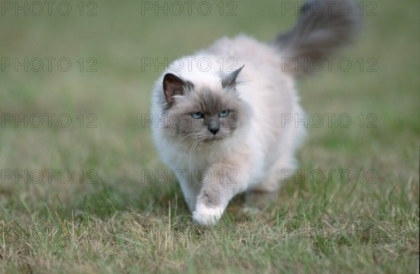 Burmese Cat, Sacred Cat of Burma
