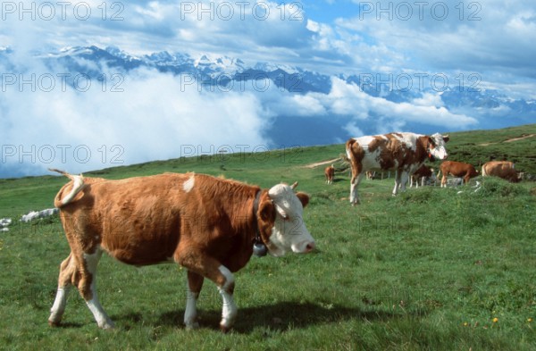 Cattle on alpine pasture (mammals) (mammal animals) (domestic animal) (farm animal) (domestic) (ungulates) (cloven-hoofed animals) (Europe) (outside) (outdoor) (mountains) (mountains) (meadow) (side) (side) (adult) (movement) (motion) (walking) (walking) (group) (group) (herd) (landscape) (horizontal), Cattle on alpine pasture, Switzerland, cow, cows, Switzerland, Europe