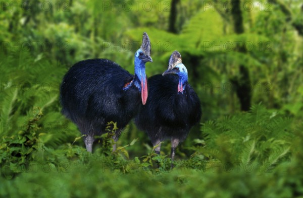 Double-wattled cassowaries (Casuarius casuarius), Pair, Cassowary
