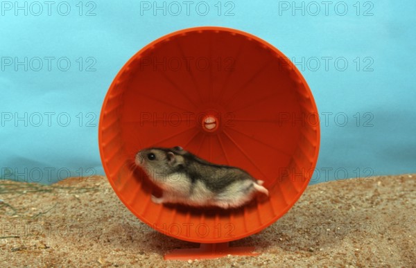 Dwarf Hamster, in hamster wheel, Siberian Hamster (Phodopus sungorus), Russian Hamster, side