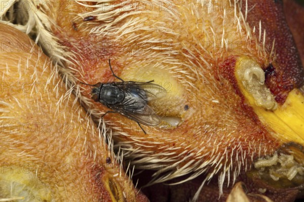 Blue (Calliphora vicina) blowfly on chicken head, blue flesh fly