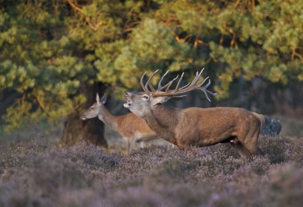 Red deer (Cervus elaphus) male, rut